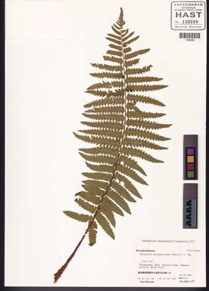 Dryopteris pycnopteroides photo 4