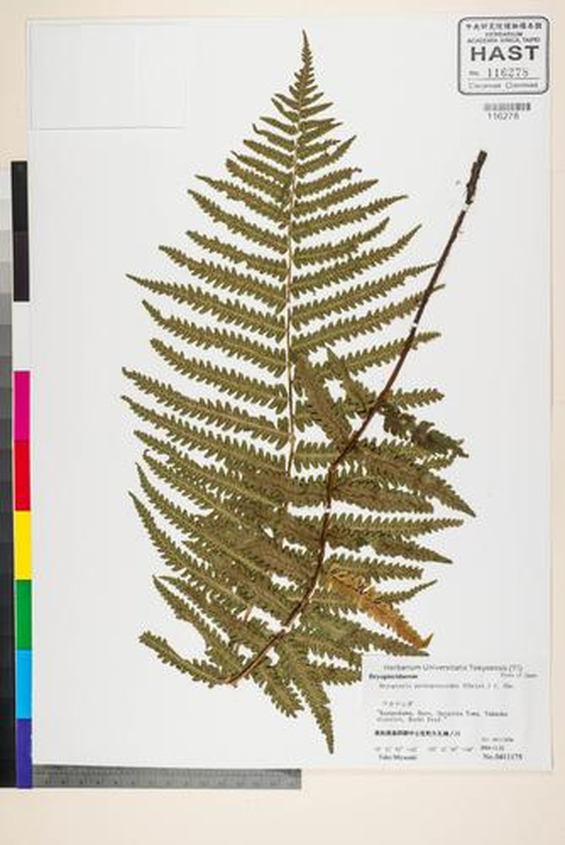 Dryopteris pycnopteroides photo 5
