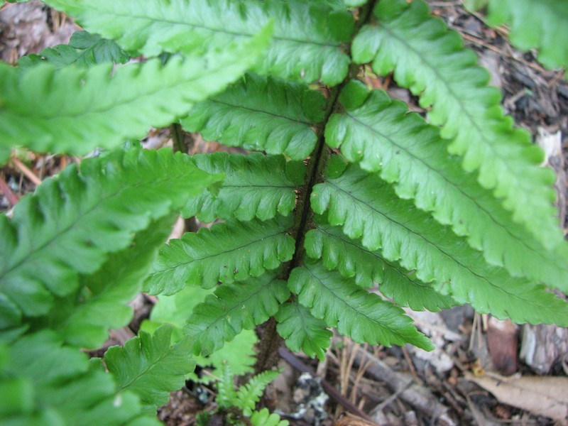 Dryopteris pycnopteroides