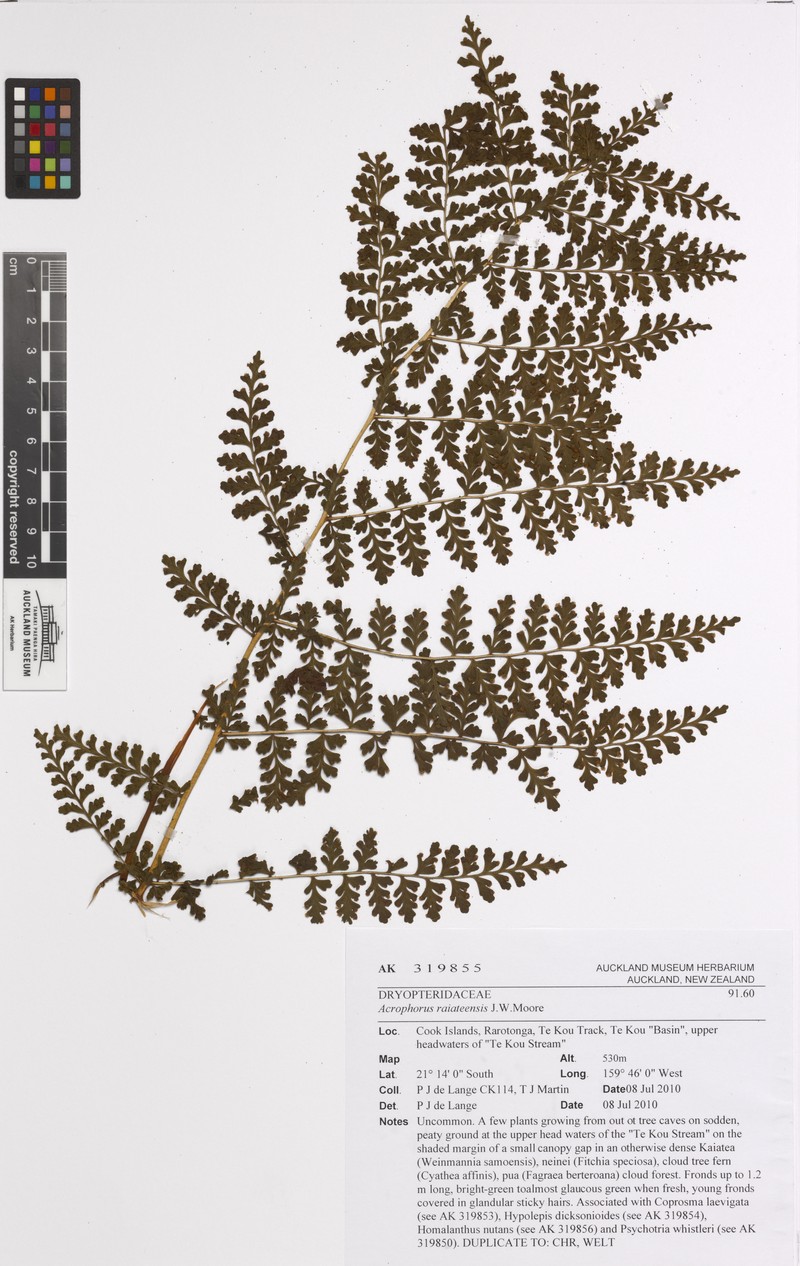 Dryopteris raiateensis photo 2