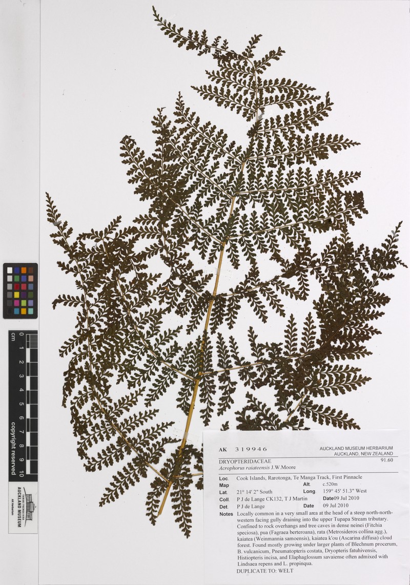 Dryopteris raiateensis photo 3