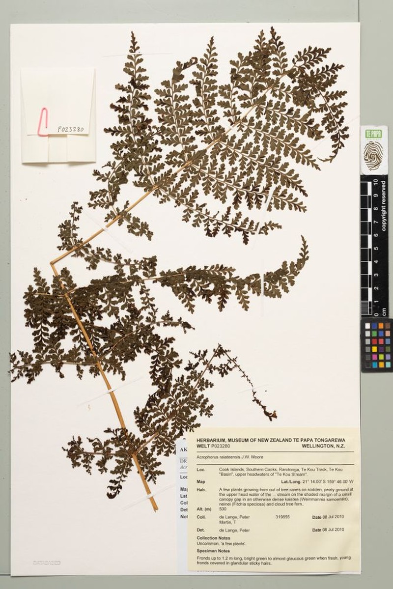 Dryopteris raiateensis photo 4