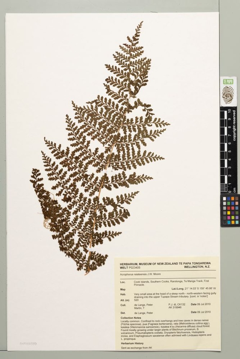 Dryopteris raiateensis photo 5