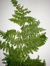 Dryopteris raiateensis