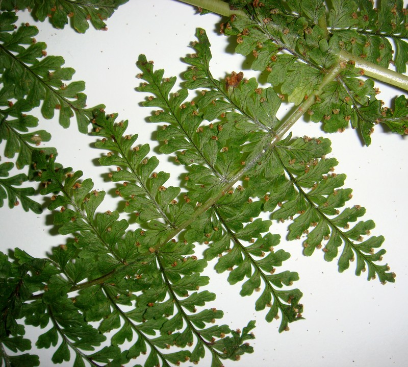Dryopteris raiateensis photo 6