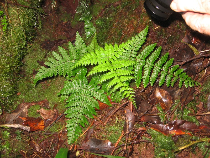 Dryopteris raiateensis photo 7