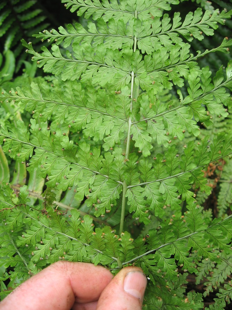 Dryopteris raiateensis photo 8