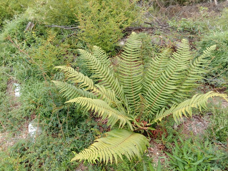 Dryopteris redactopinnata