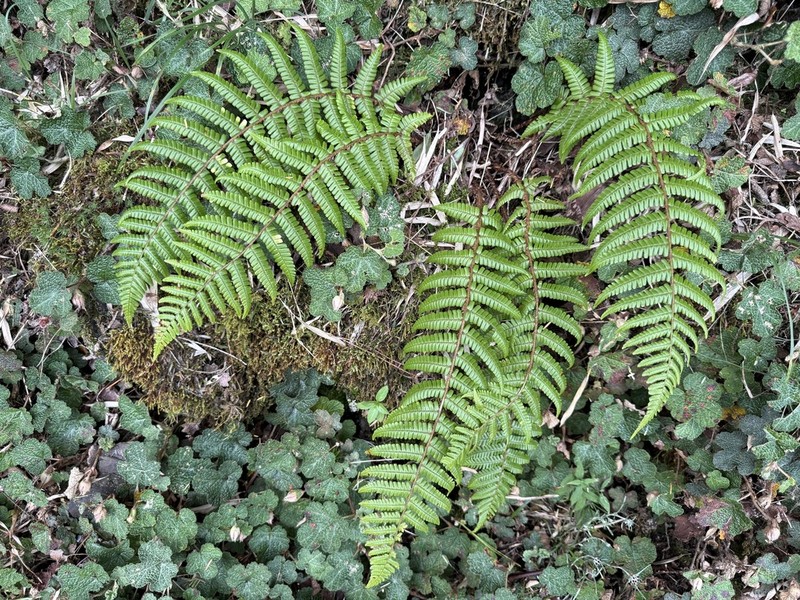 Dryopteris redactopinnata photo 2