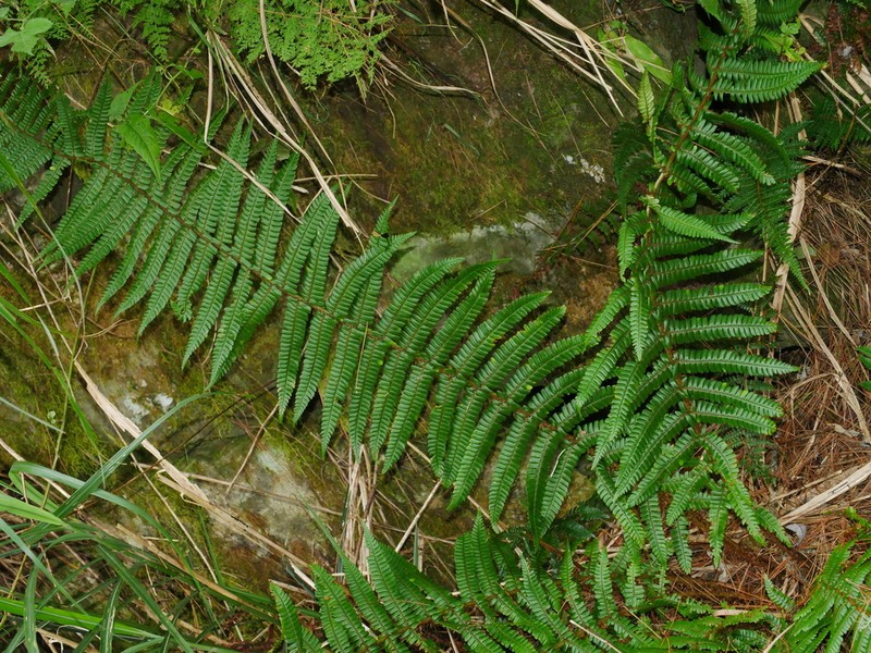 Dryopteris redactopinnata photo 3