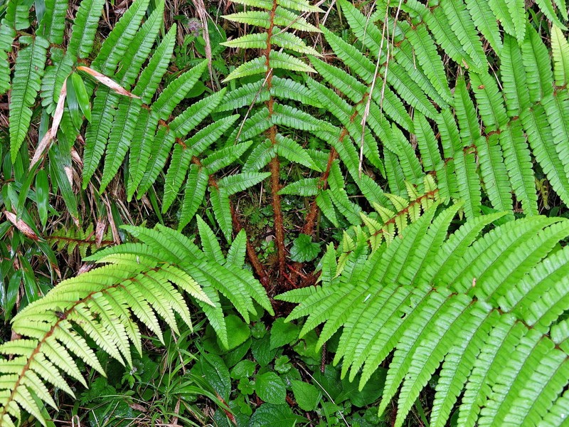 Dryopteris redactopinnata photo 4