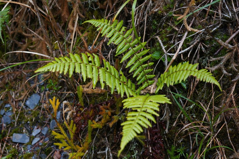 Dryopteris redactopinnata photo 5