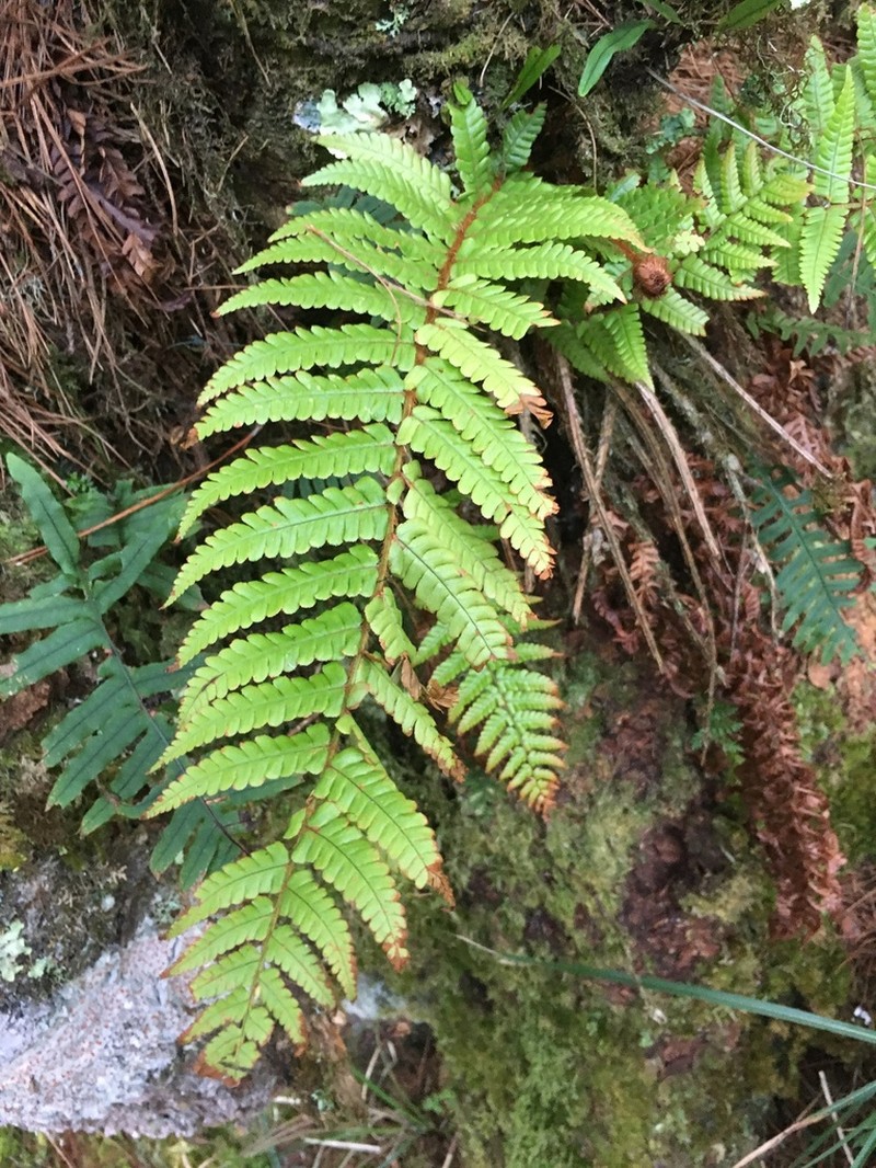 Dryopteris redactopinnata photo 6