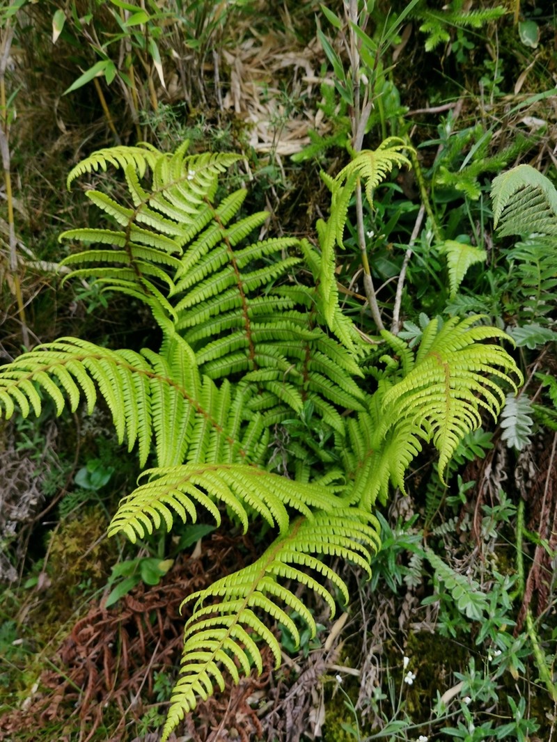 Dryopteris redactopinnata photo 7