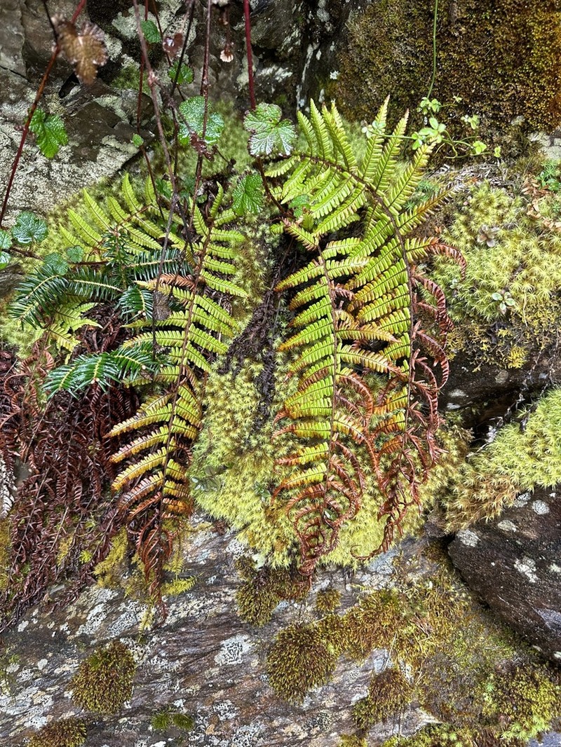 Dryopteris redactopinnata photo 8