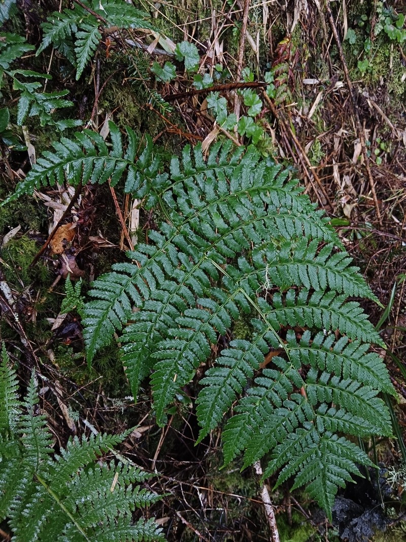 Dryopteris reflexosquamata