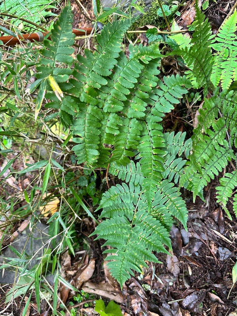 Dryopteris reflexosquamata photo 2