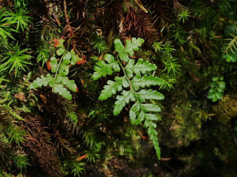 Dryopteris reflexosquamata photo 3