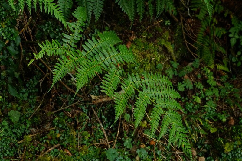 Dryopteris reflexosquamata photo 4