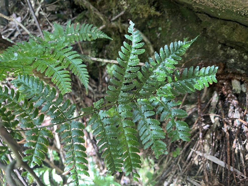 Dryopteris reflexosquamata photo 5