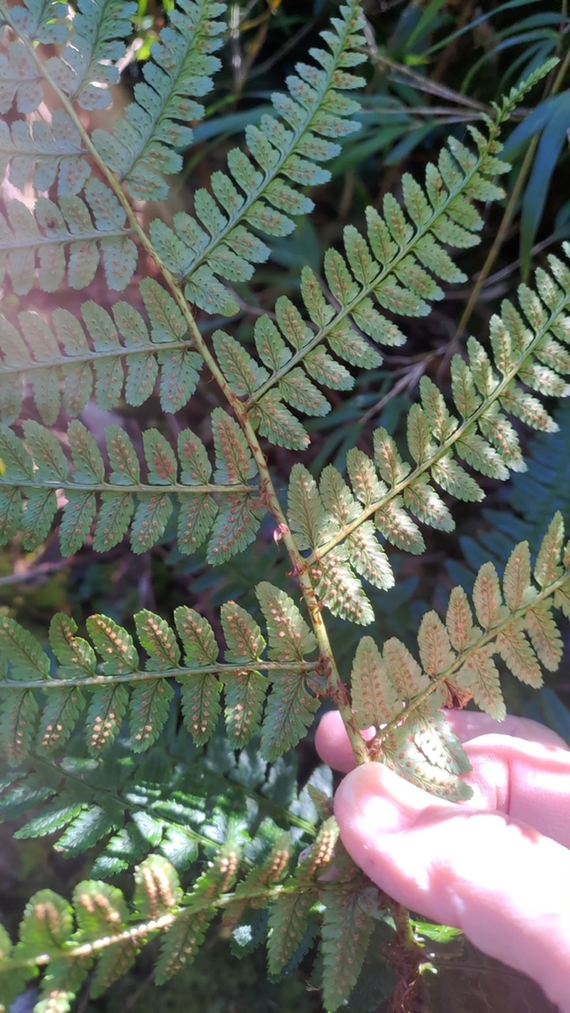 Dryopteris reflexosquamata photo 6