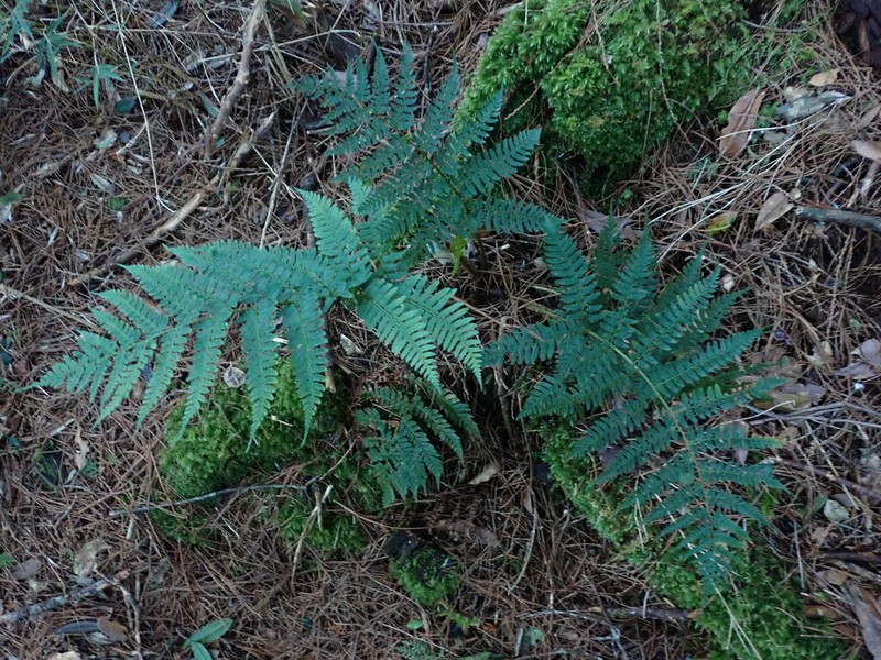 Dryopteris reflexosquamata photo 7