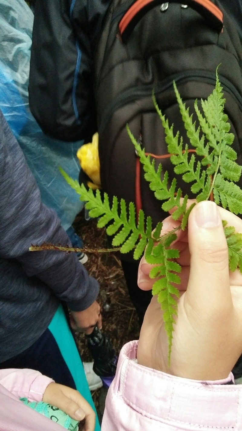 Dryopteris reflexosquamata photo 8