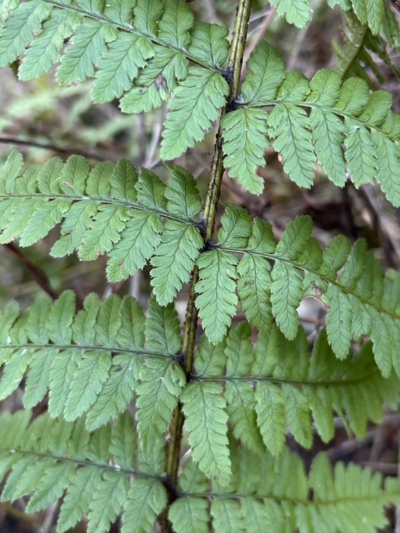 Dryopteris remota