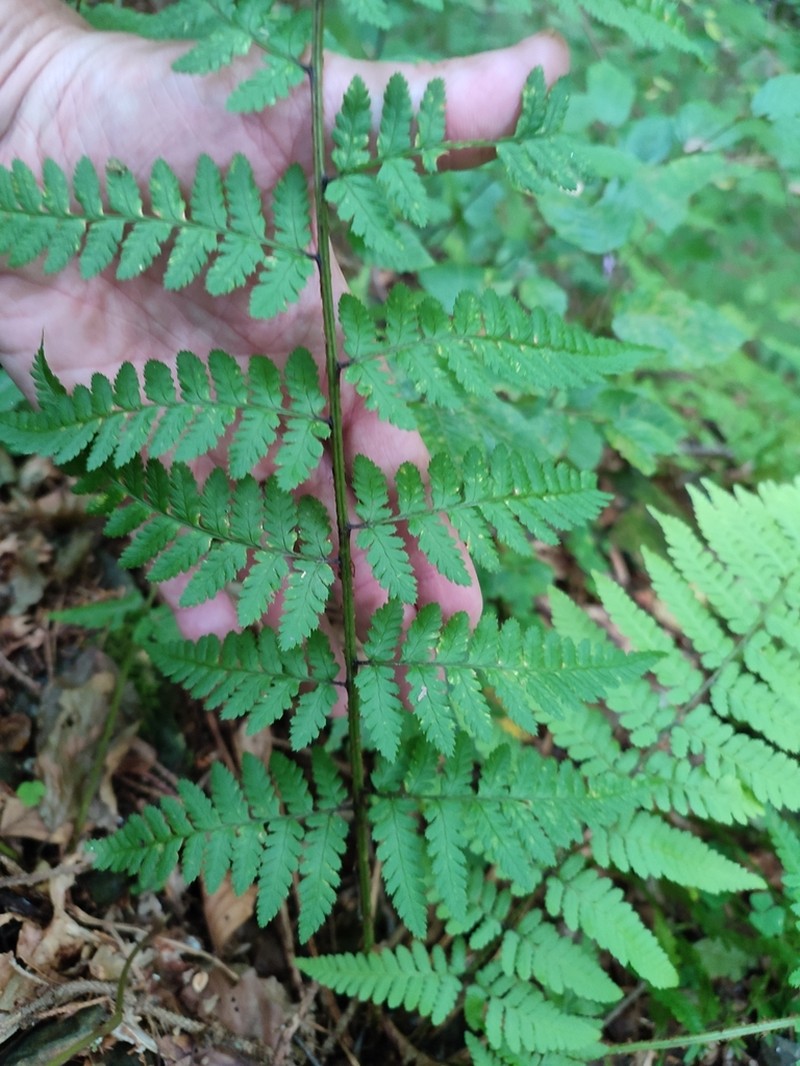 Dryopteris remota photo 2
