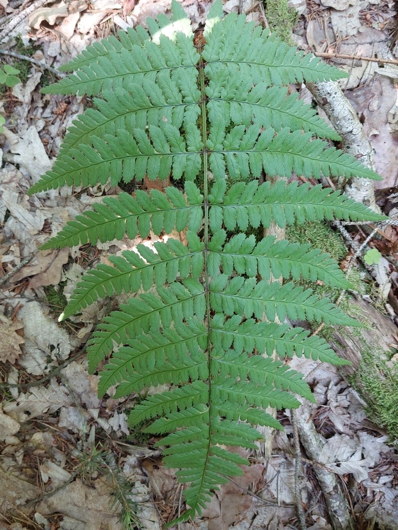 Dryopteris remota photo 3