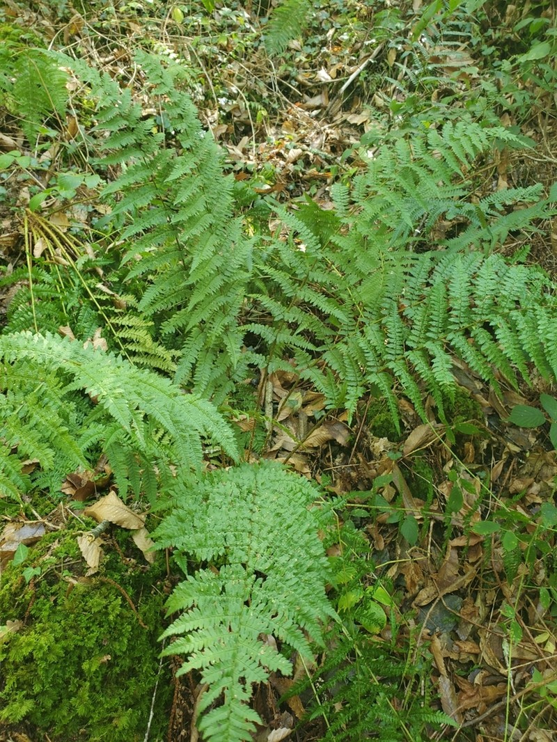 Dryopteris remota photo 4