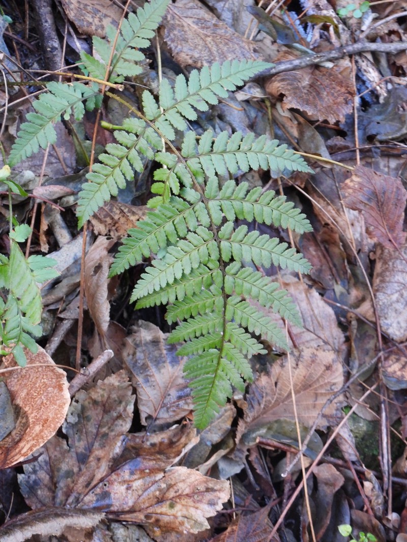 Dryopteris remota photo 5