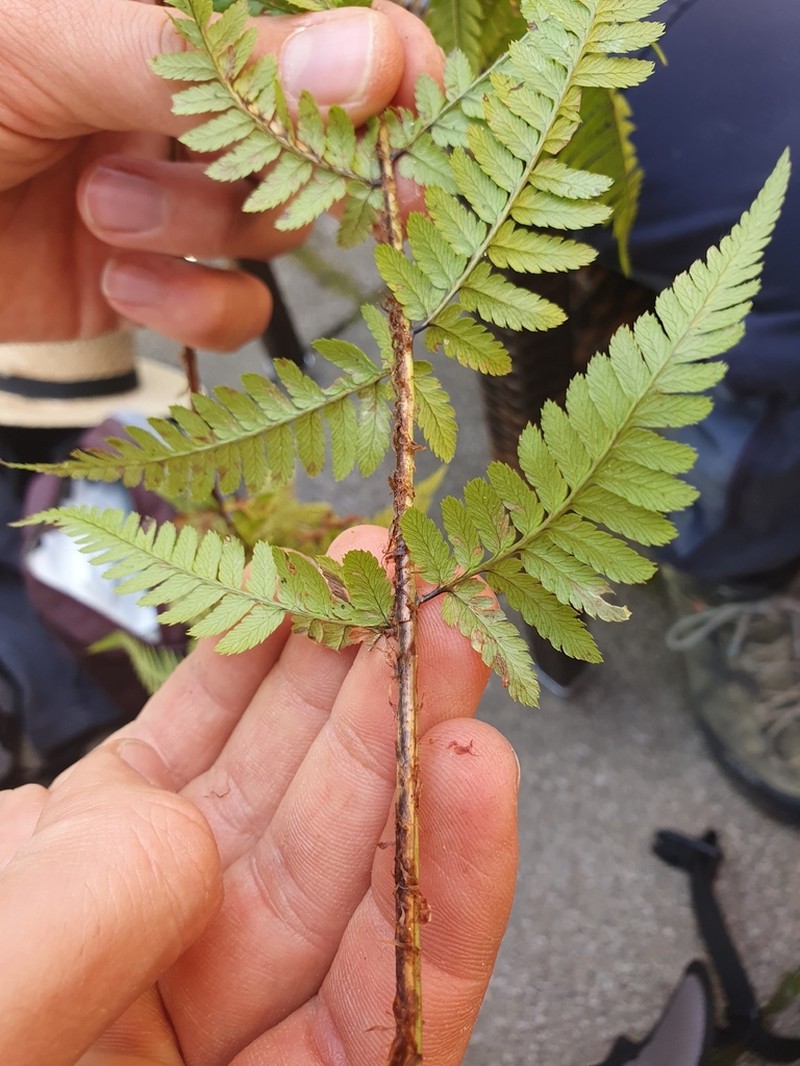 Dryopteris remota photo 6
