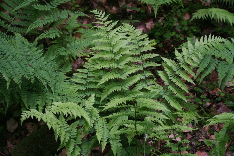 Dryopteris remota photo 7