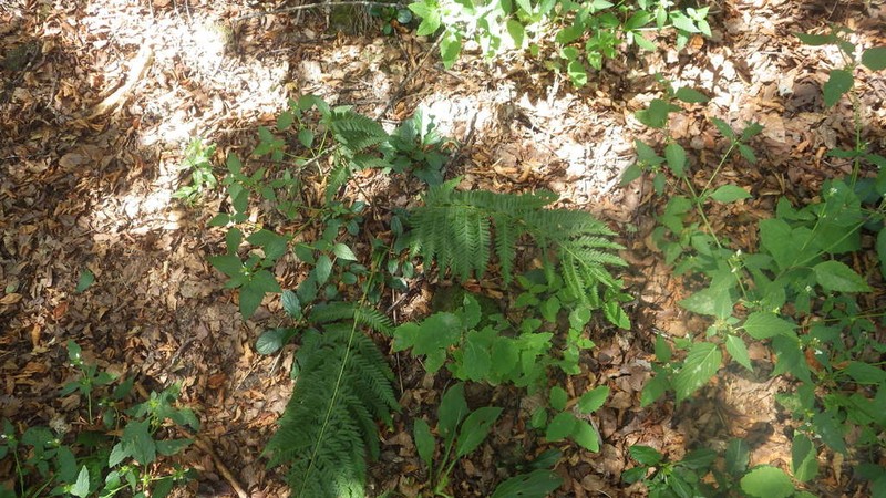 Dryopteris remota photo 8
