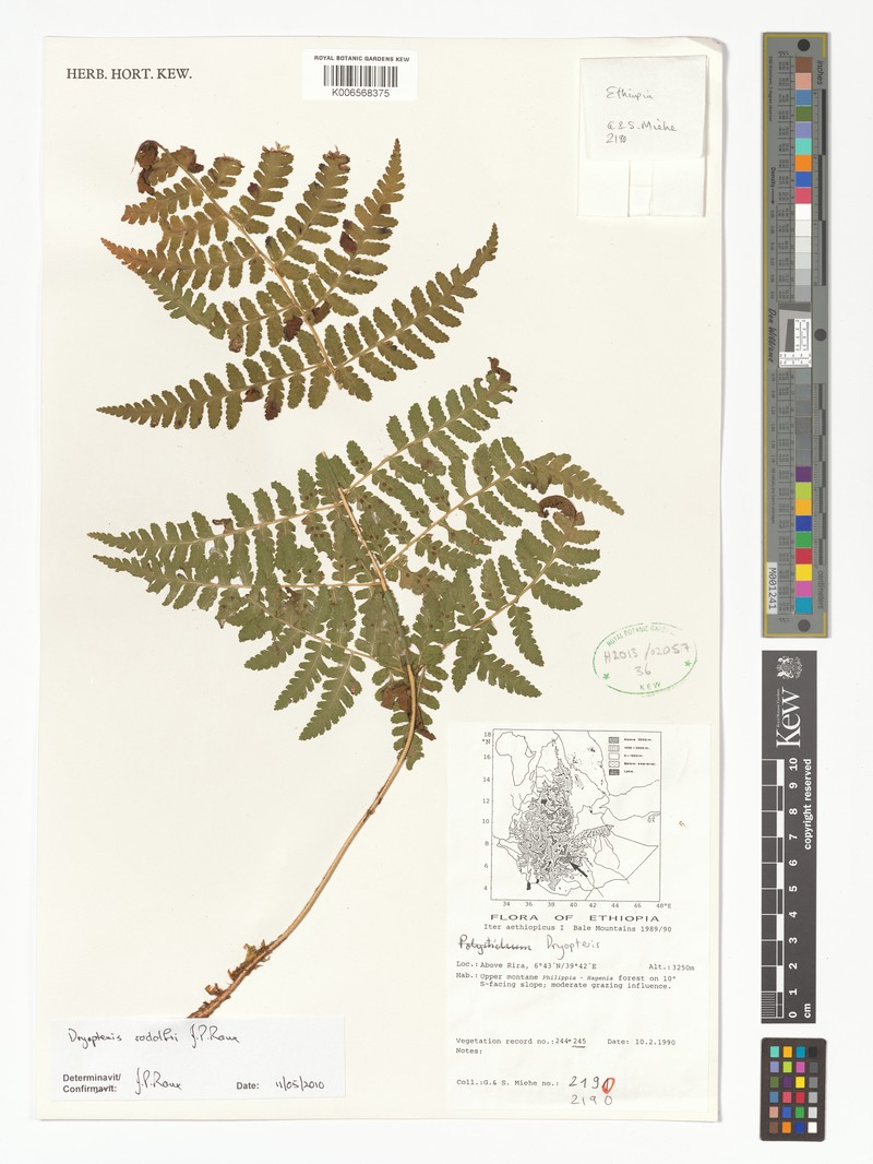 Dryopteris rodolfii