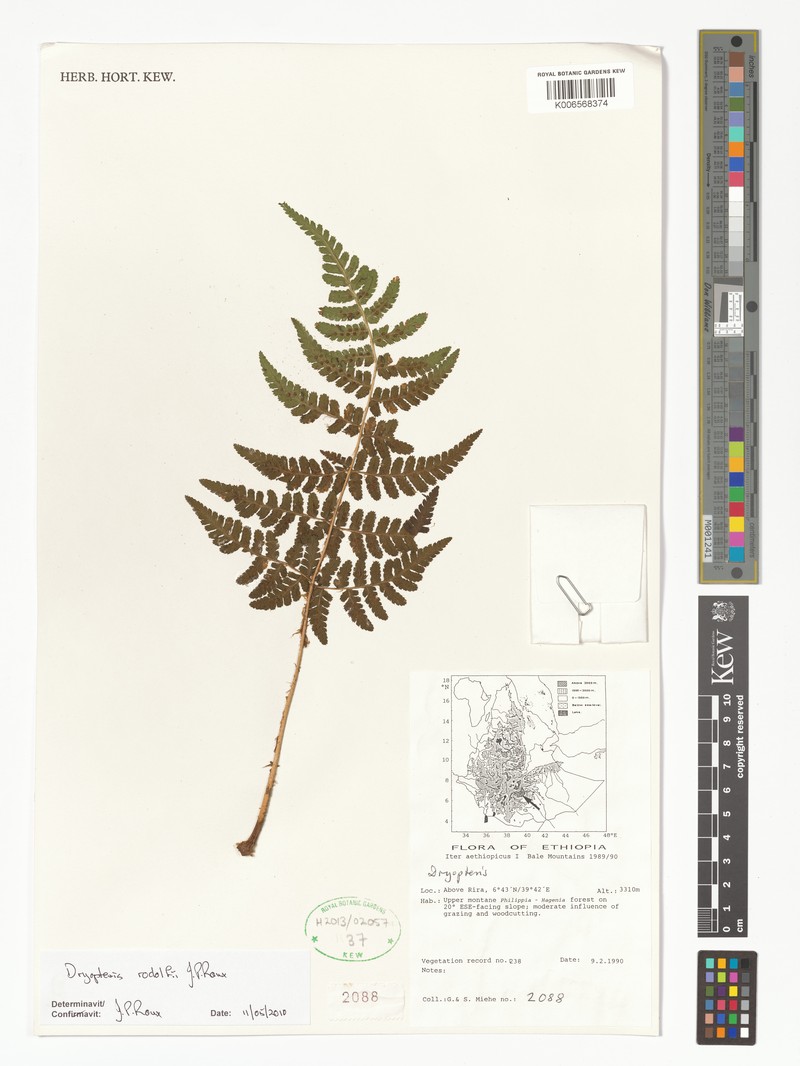 Dryopteris rodolfii photo 2