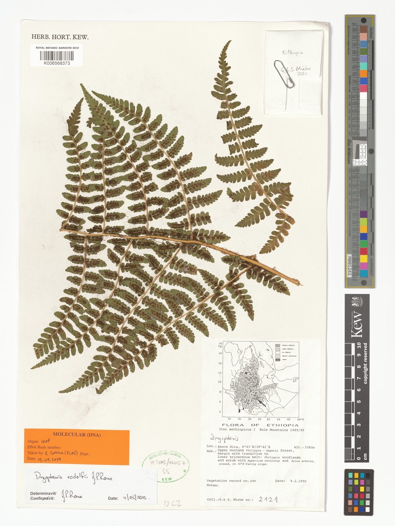 Dryopteris rodolfii photo 3