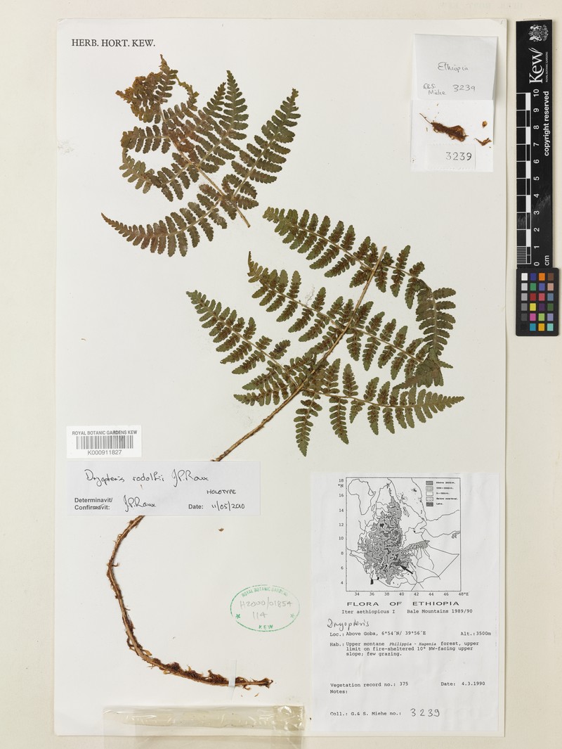 Dryopteris rodolfii photo 4