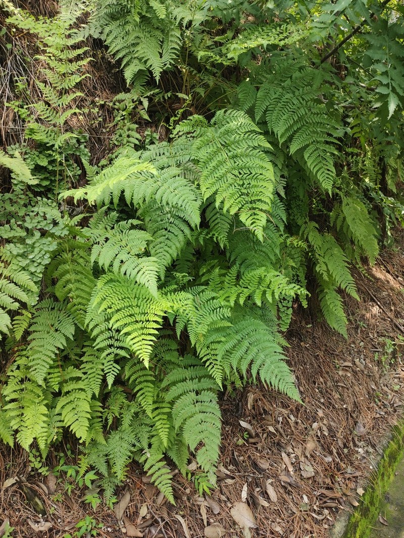 Ross' Woodfern photo 2