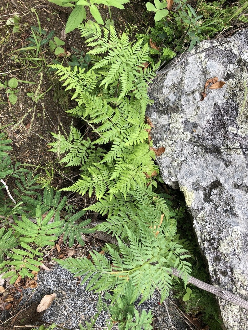 Ross' Woodfern photo 3