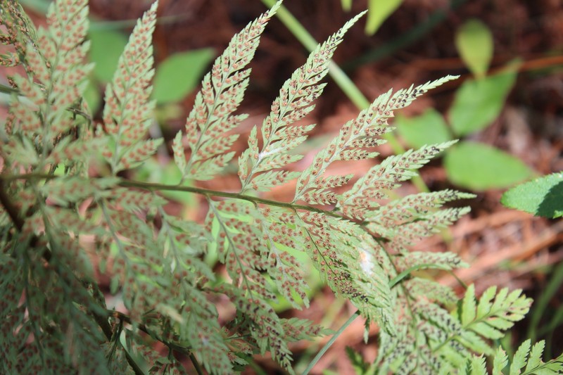 Ross' Woodfern photo 5