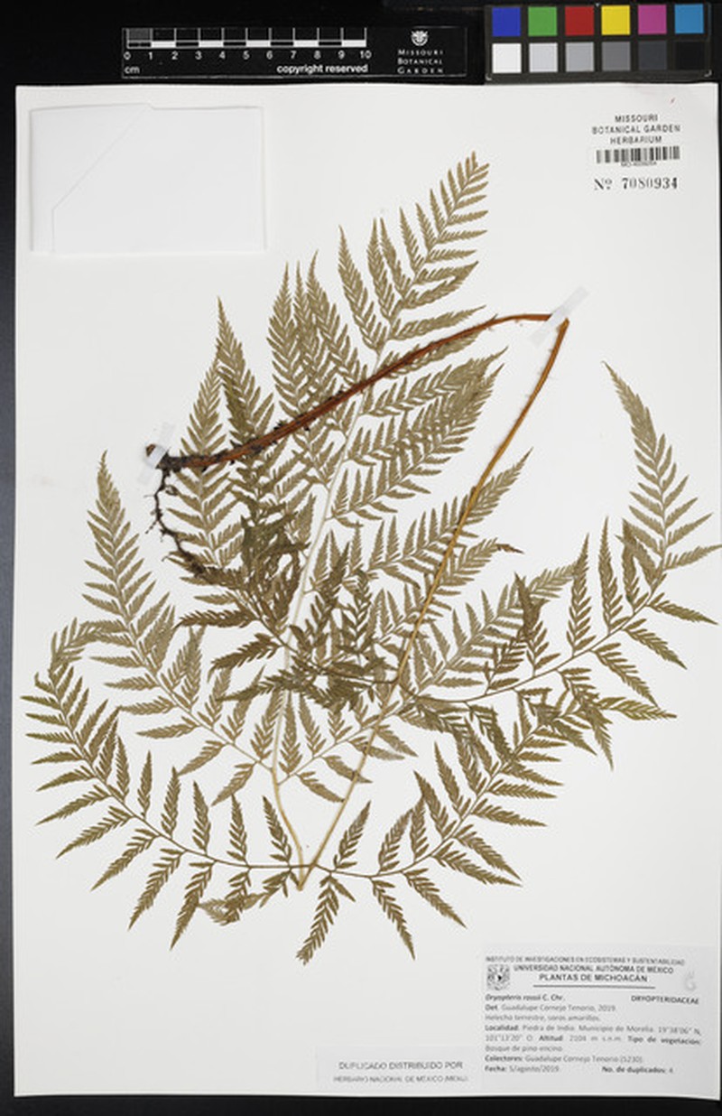 Ross' Woodfern photo 6
