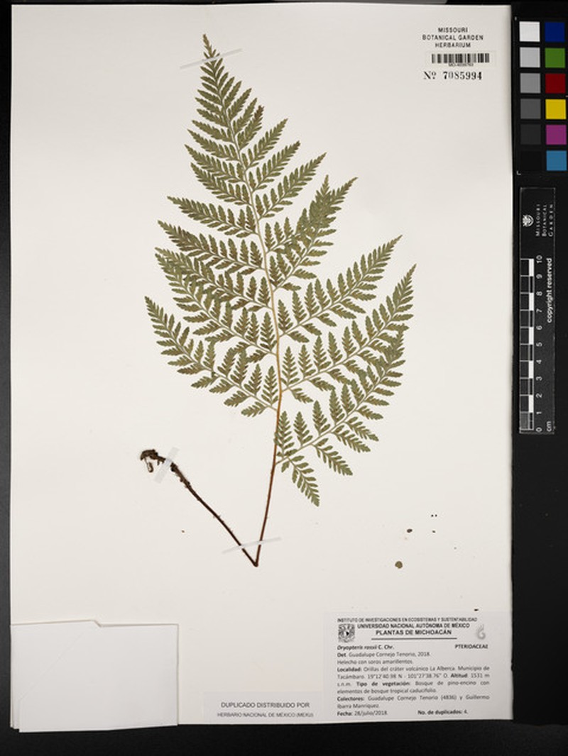 Ross' Woodfern photo 7