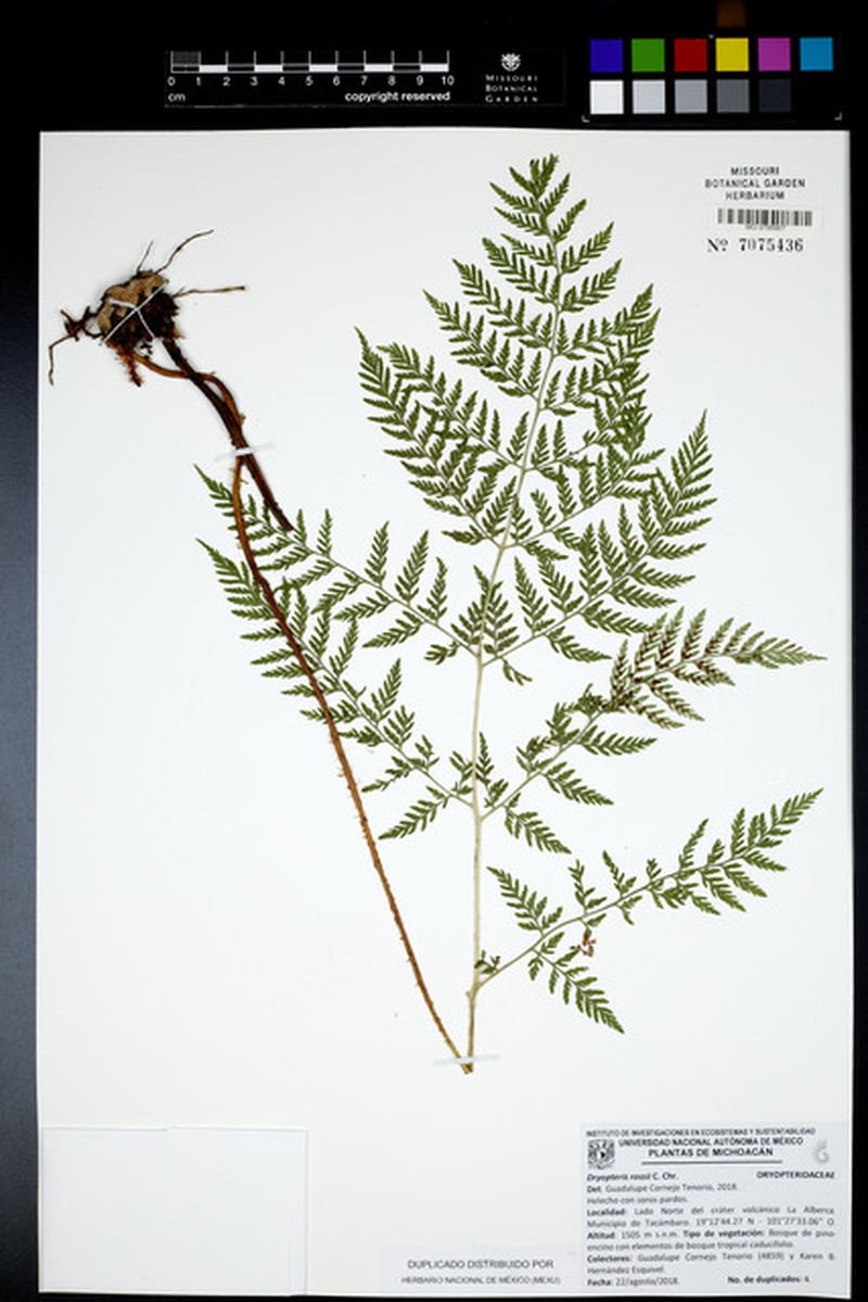 Ross' Woodfern photo 8