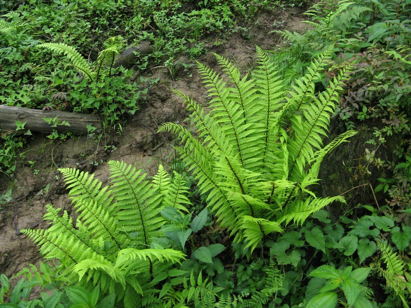 Dryopteris rosthornii