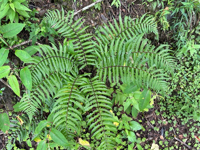 Dryopteris rosthornii photo 2
