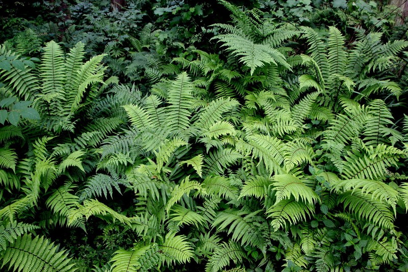 Dryopteris rosthornii photo 3