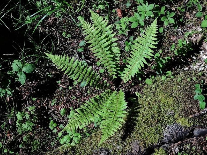 Dryopteris rosthornii photo 4