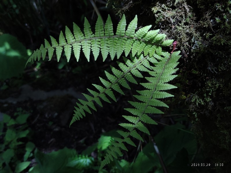 Dryopteris rosthornii photo 5